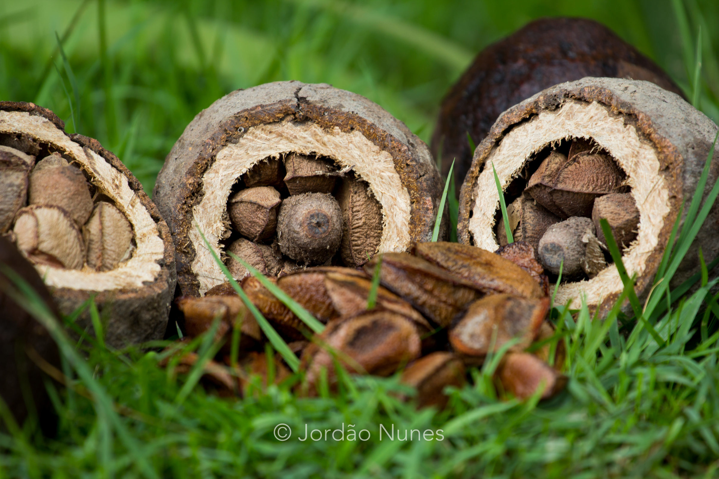 Foto de Jord&atilde;o Nunes 38