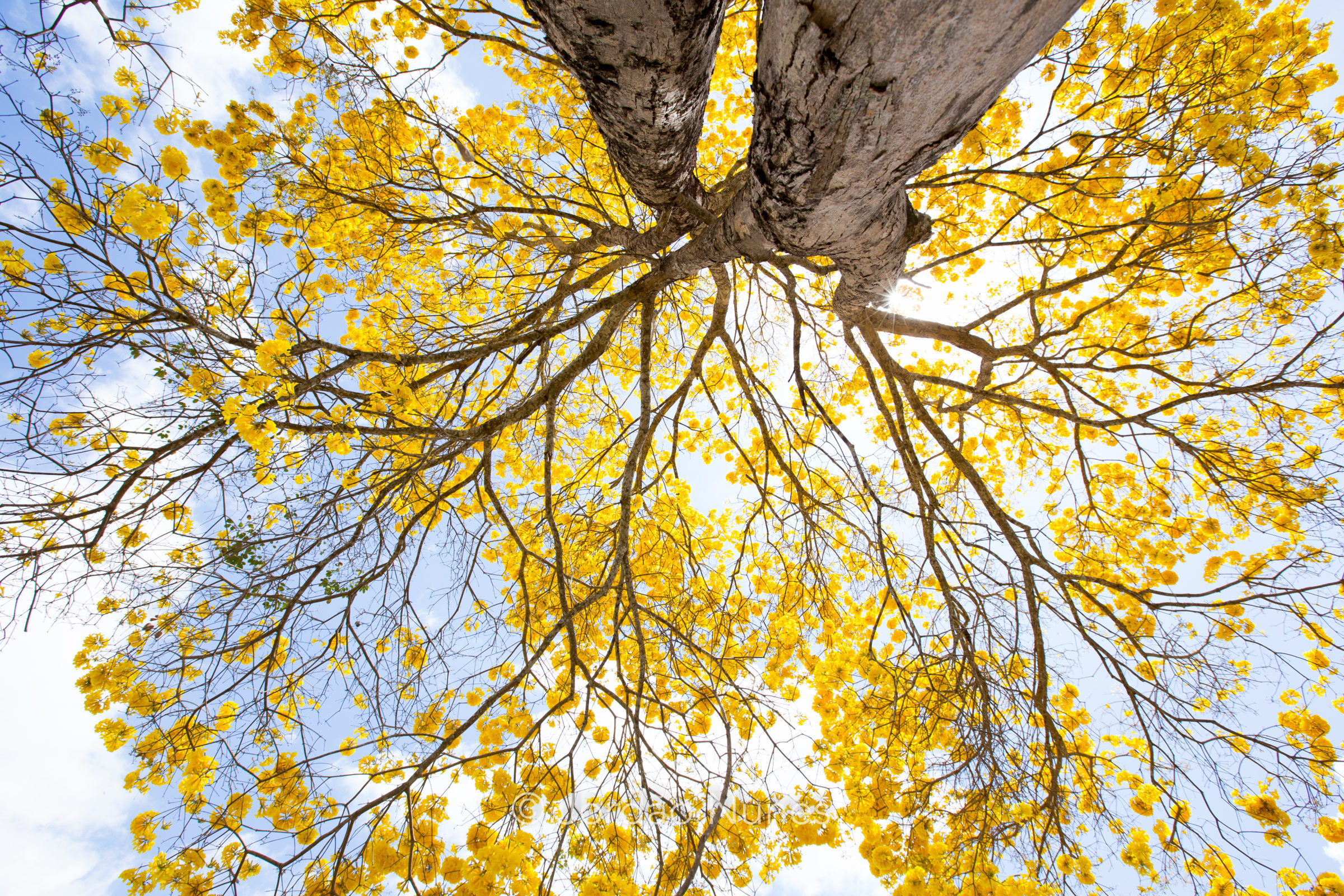 Foto de Jord&atilde;o Nunes 37