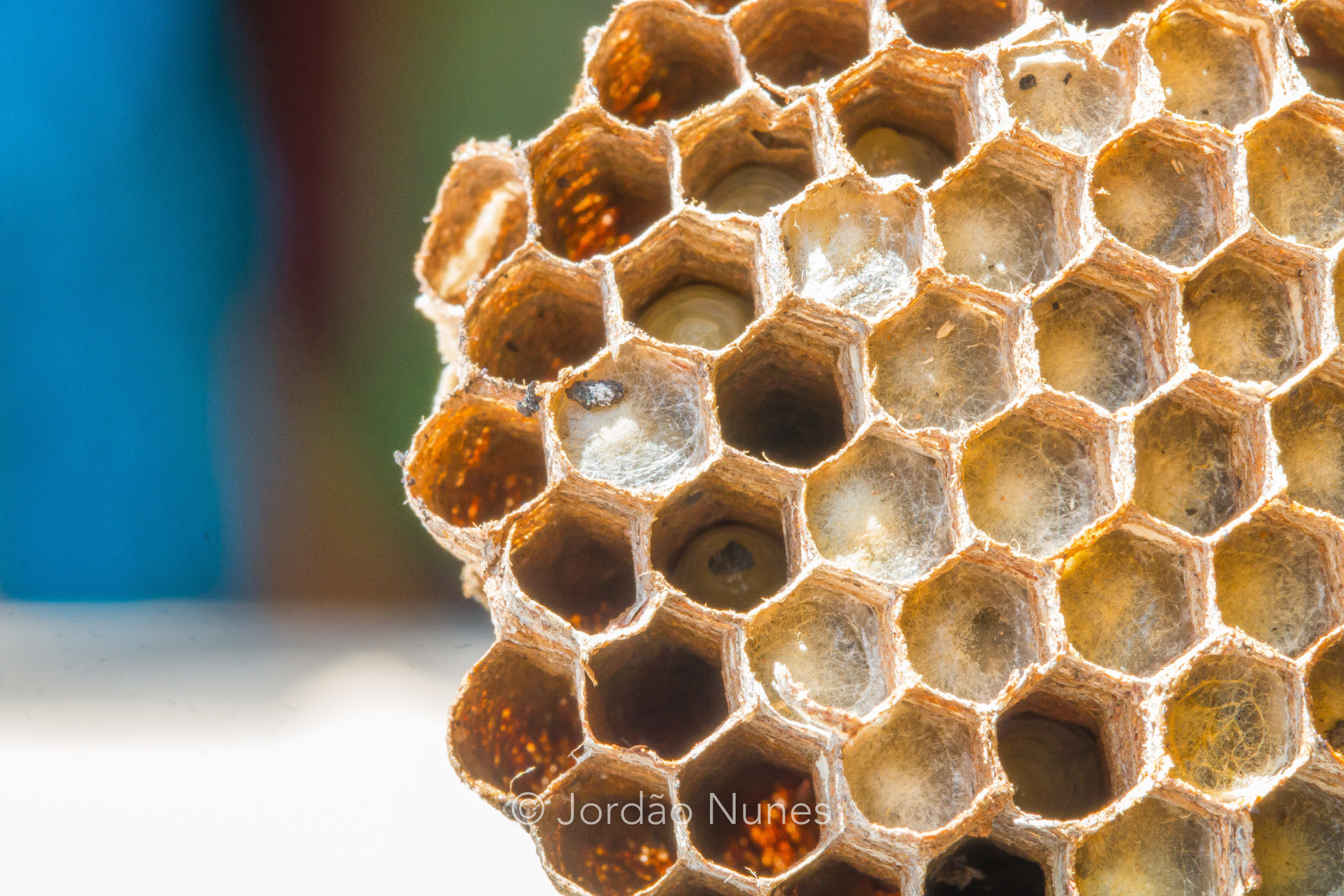 Foto de Jord&atilde;o Nunes 29