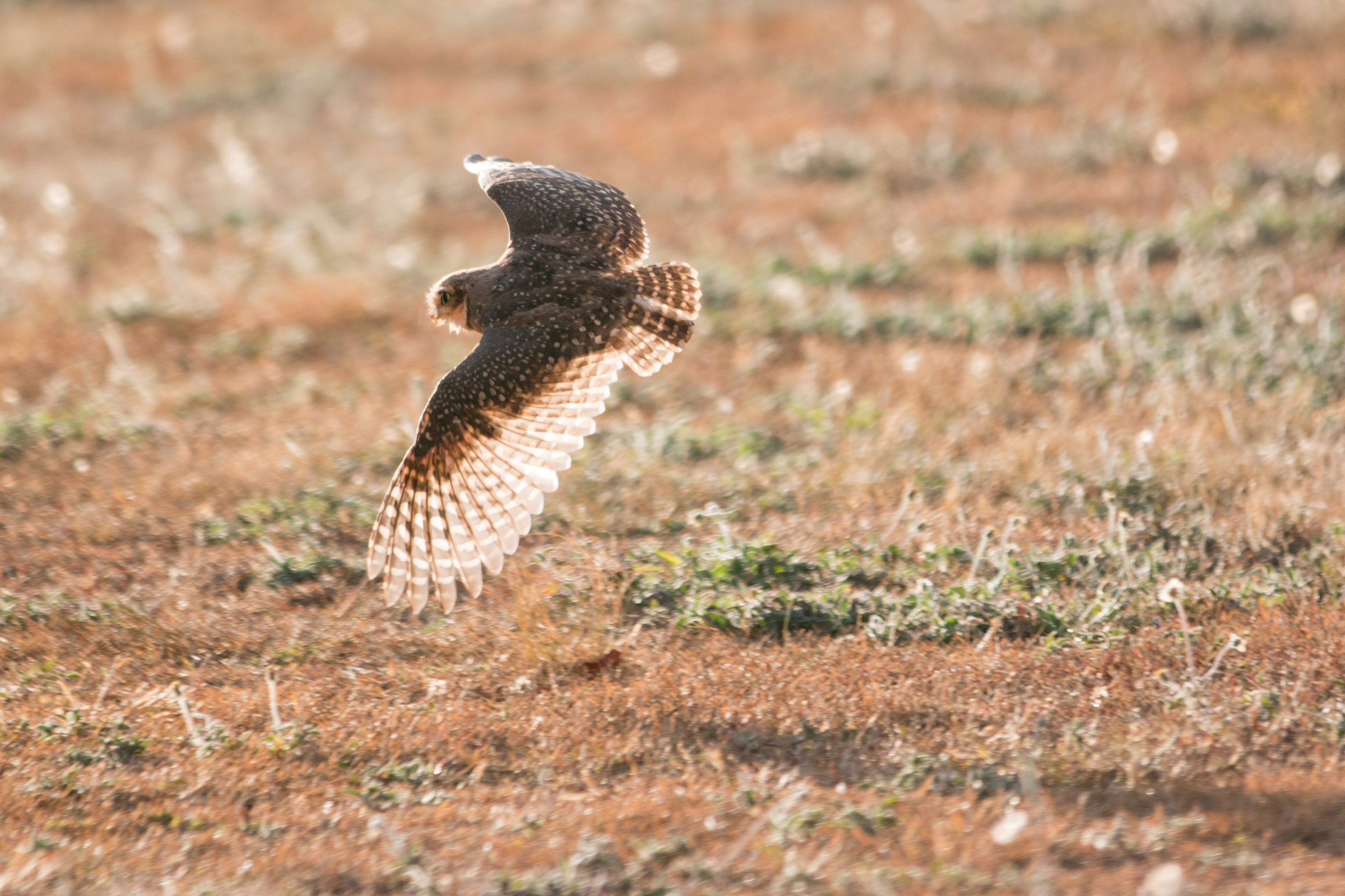 Foto de Jord&atilde;o Nunes 43