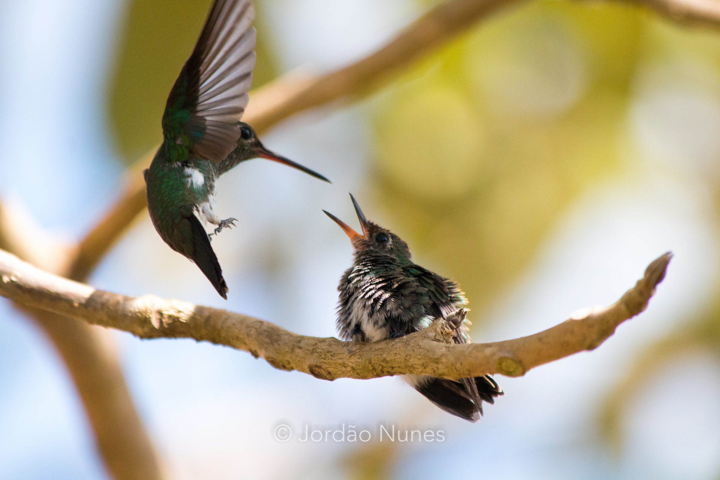 Foto de Jord&atilde;o Nunes 30