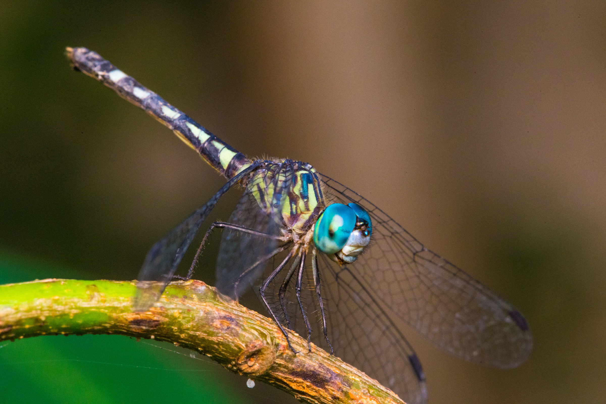 Foto de Jord&atilde;o Nunes 28
