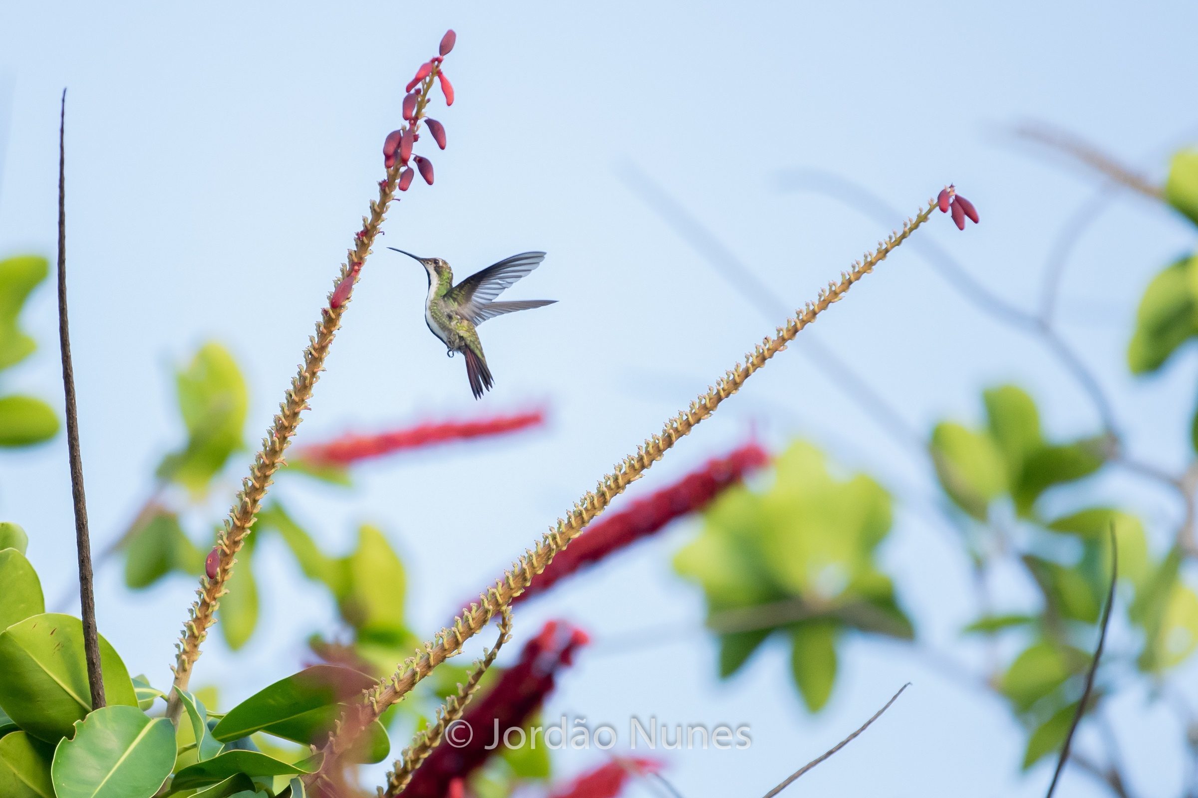Foto de Jord&atilde;o Nunes 16