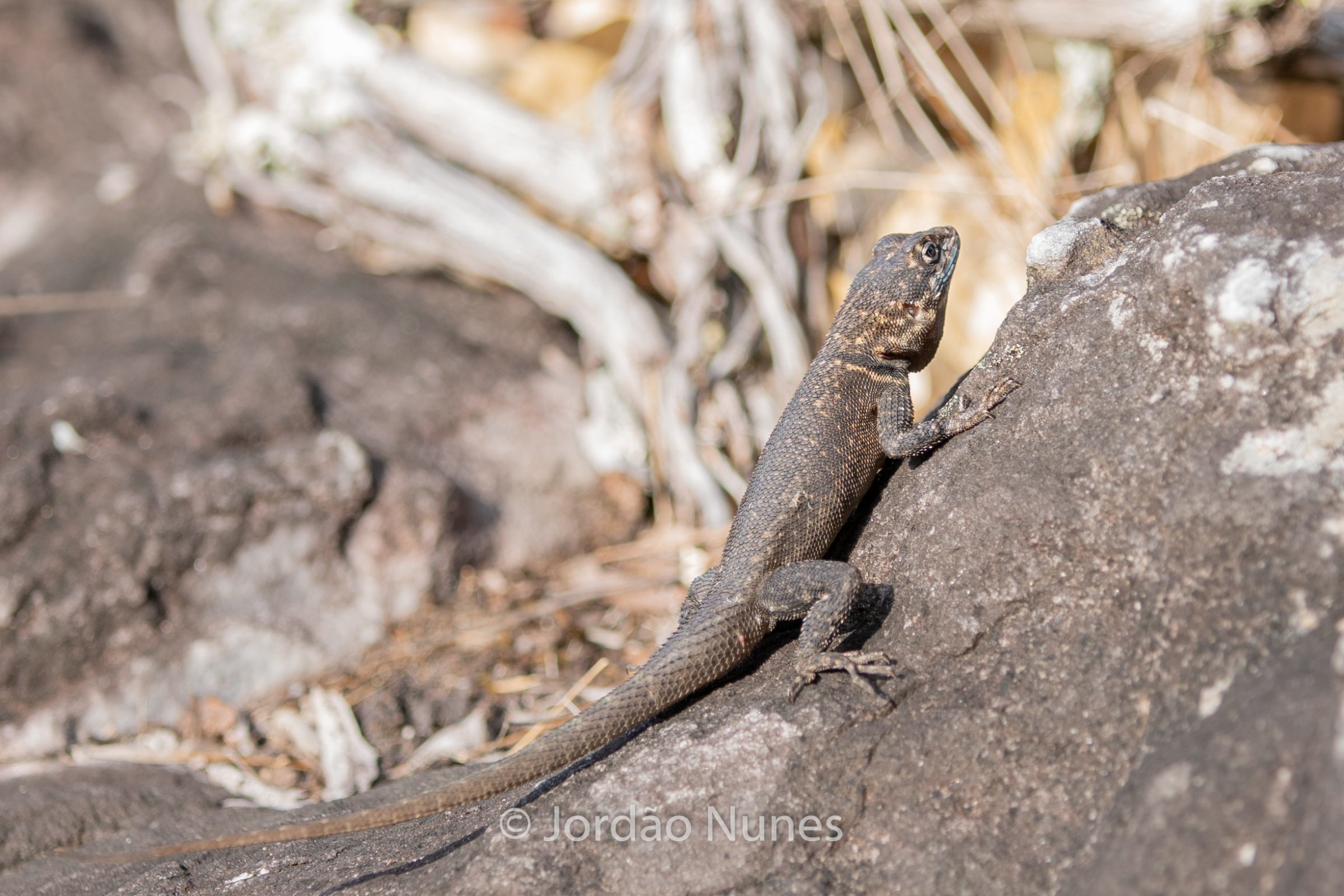 Foto de Jord&atilde;o Nunes 12
