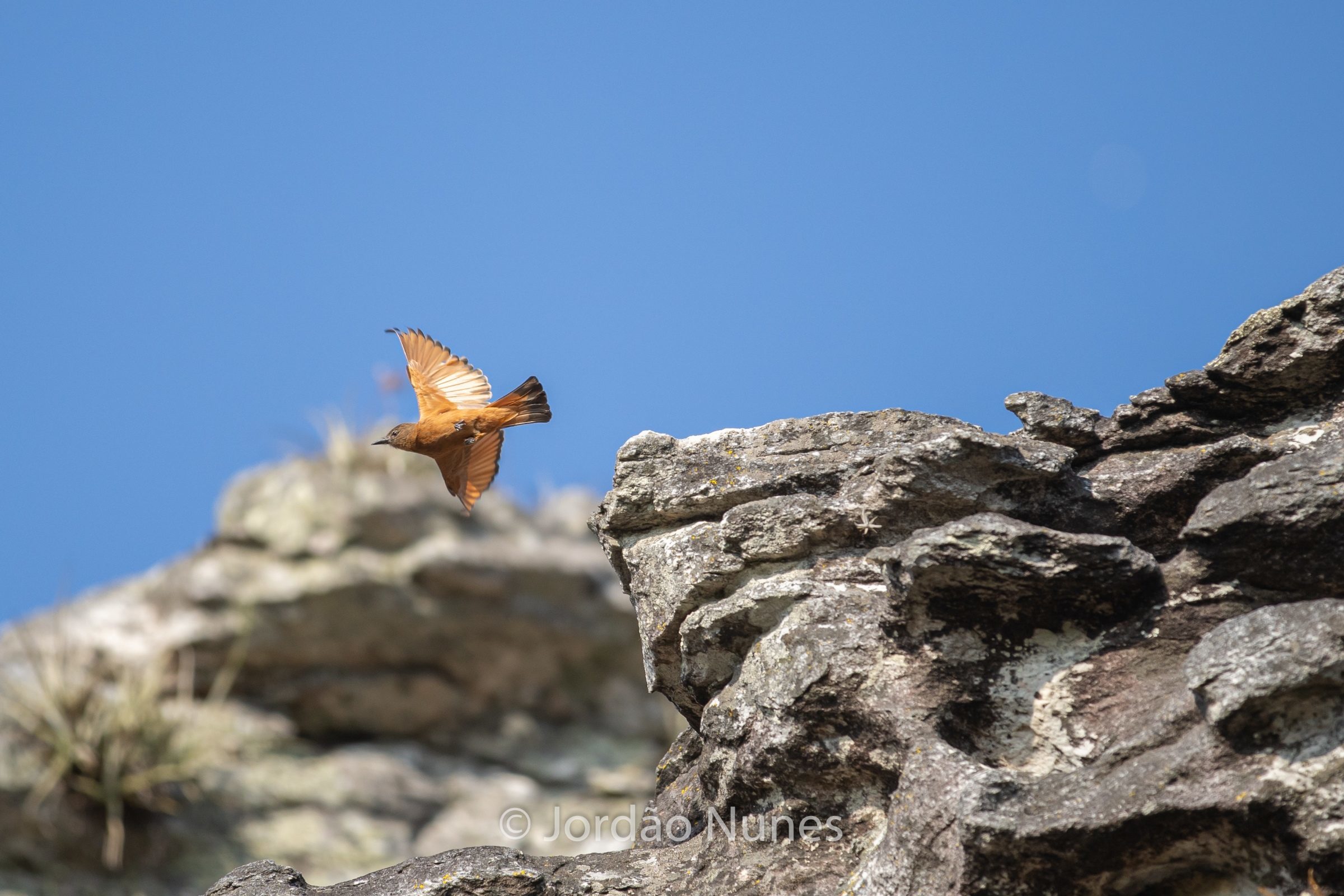 Foto de Jord&atilde;o Nunes 14