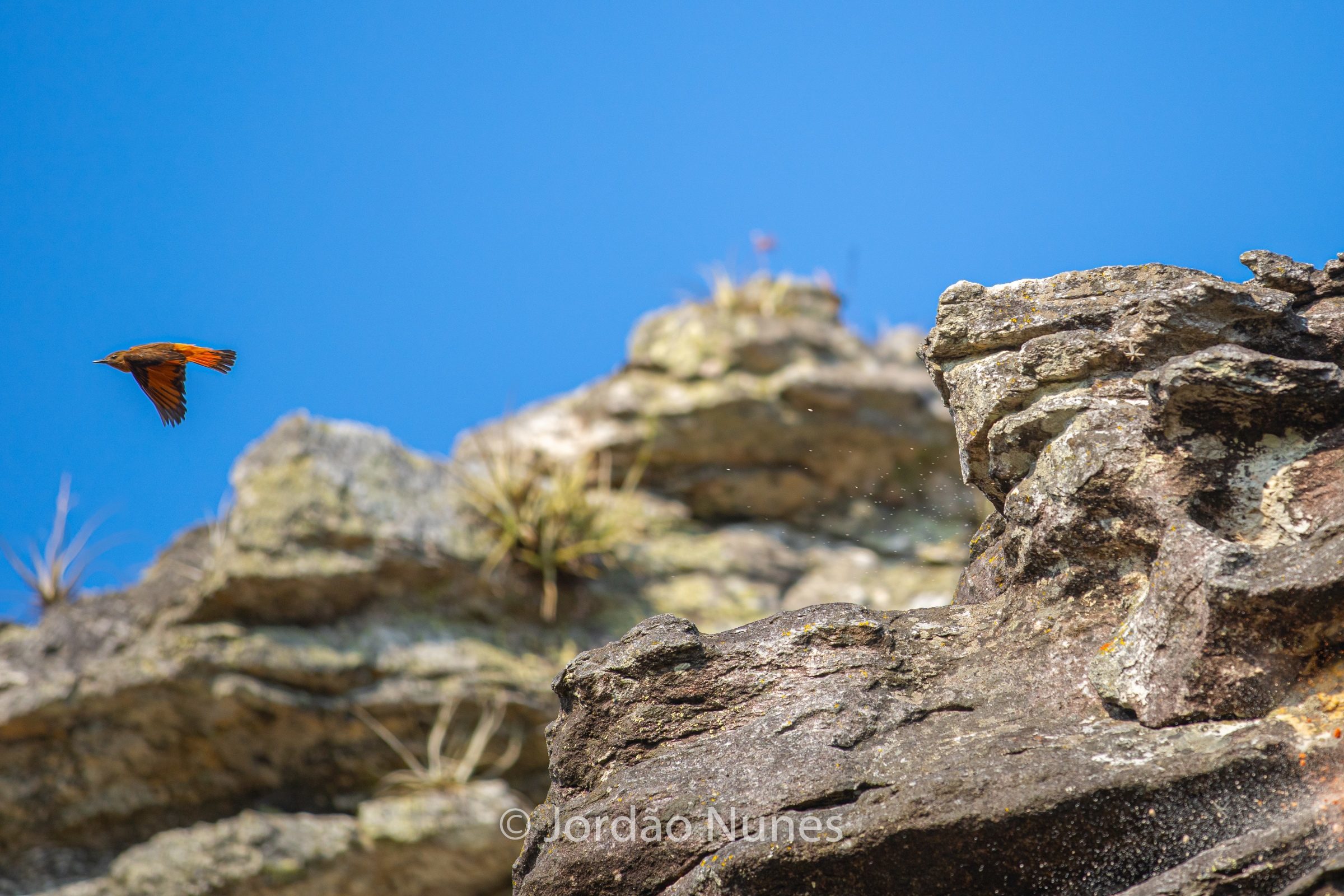 Foto de Jord&atilde;o Nunes 13