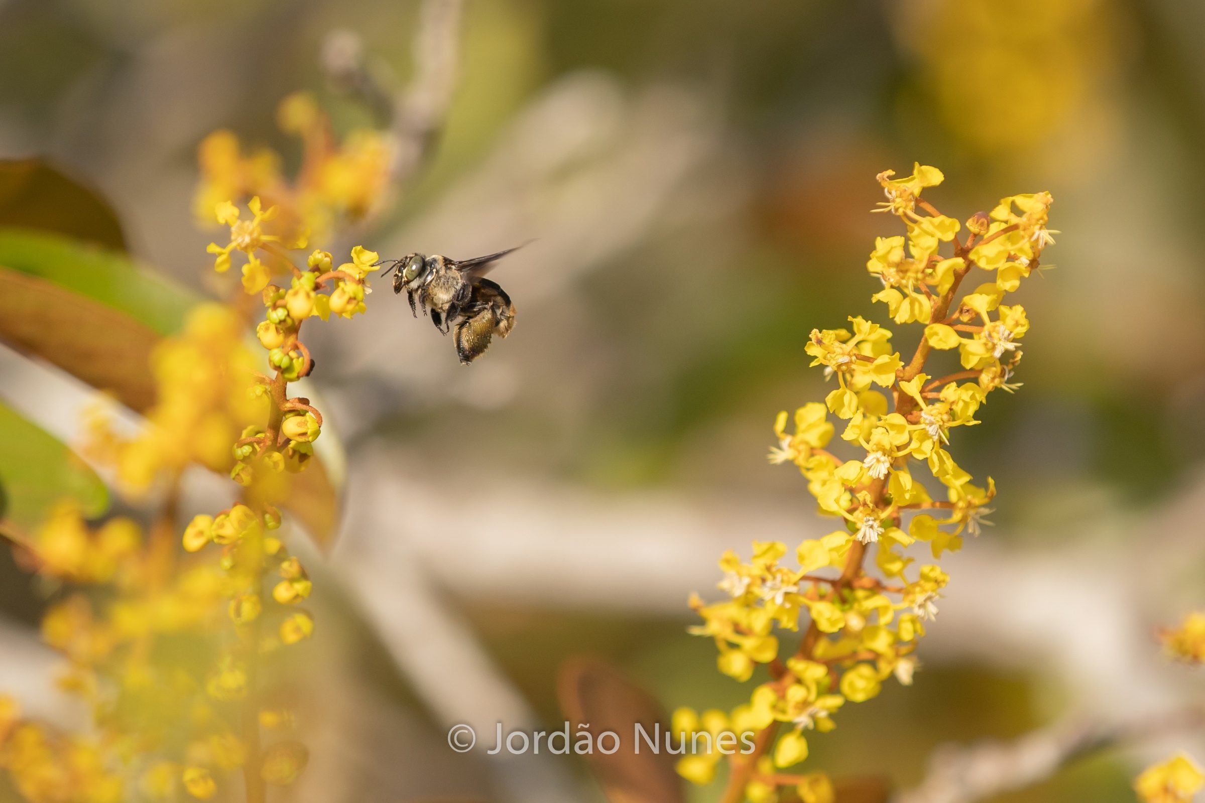 Foto de Jord&atilde;o Nunes 15